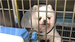 提前涨停！603155，拟易主