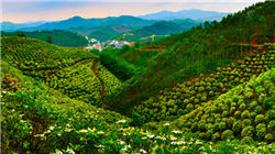 if椰子水母公司上市首日盘中涨超65%，钟睒睒持股私募打新已赚1583万港元