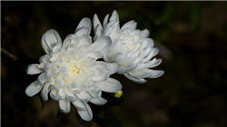 穆迪下调法国评级展望后 法国国债收益率小幅上升